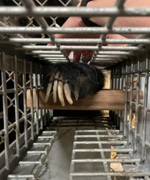 sloth bear medical procedure