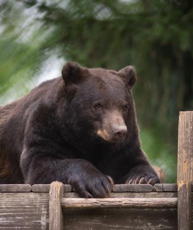 Black Bear Stevie