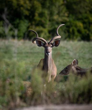 George the kudu