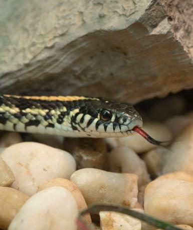 Plains gartersnake at the Columbus Zoo