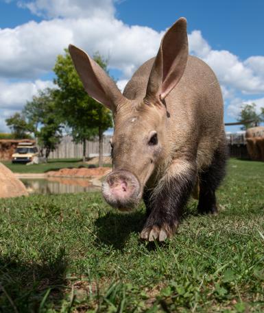 Aardvark, Artie