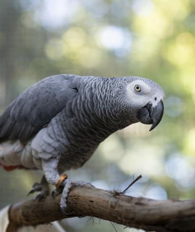 African grey parrot, Shakespeare, walking on branch