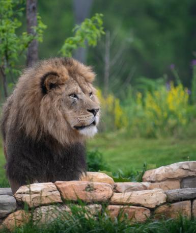 Male African Lion on the savanna in the Heart of Africa at the Columbus Zoo and Aquarium