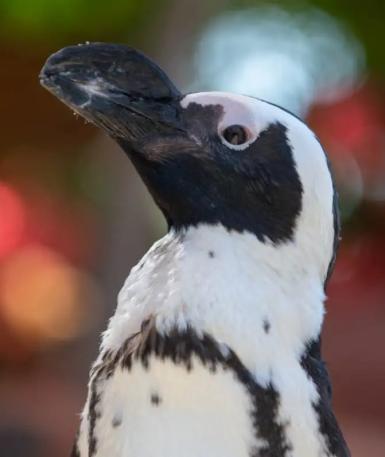 African Penguin portrait
