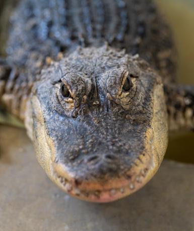 American alligator