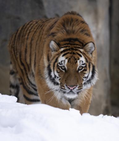 Amur tiger in the snow