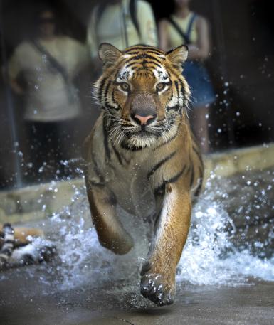 Amur tiger, Lewis