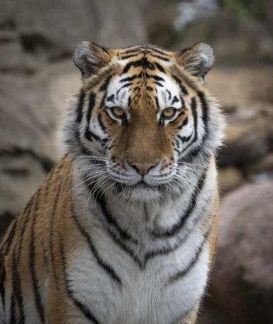 Female Amur Tiger