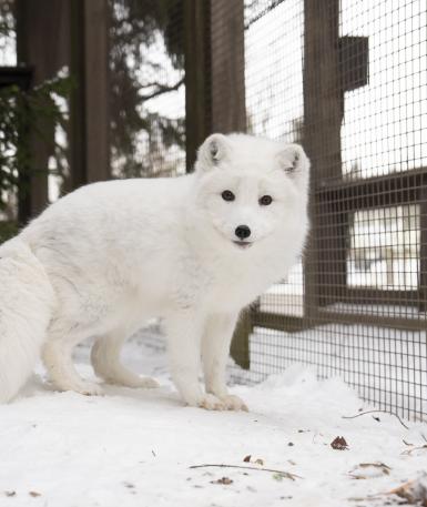 Arctic fox, Marco, full body