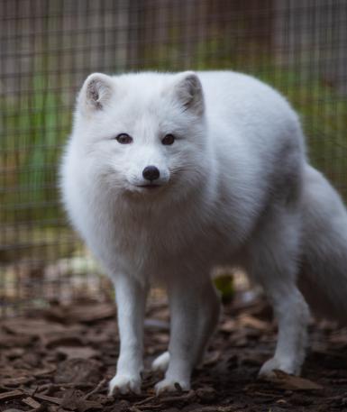 Arctic fox, full body