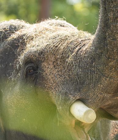 Asian elephant