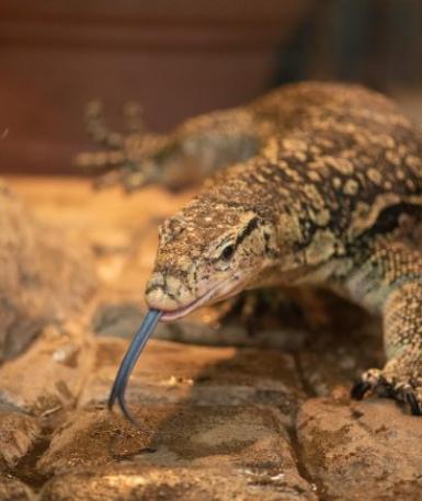 Asian Water Monitor