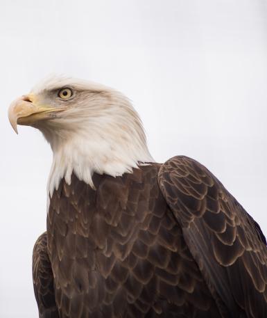 Bald Eagle at the Columbus Zoo and Aquarium