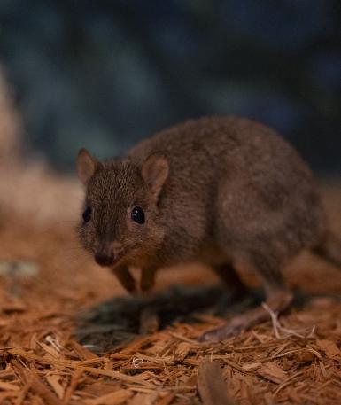 Bettong, Salsa
