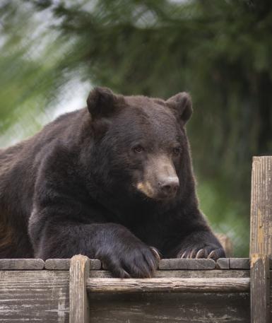 Black bear, Stevie, on top of a platform