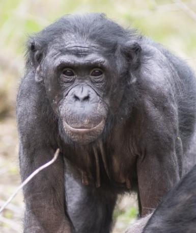 bonobo Faith