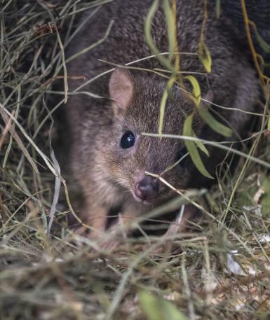 Brush-tailed bettong