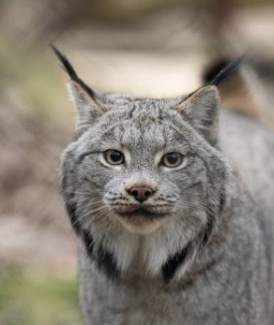 Canada Lynx