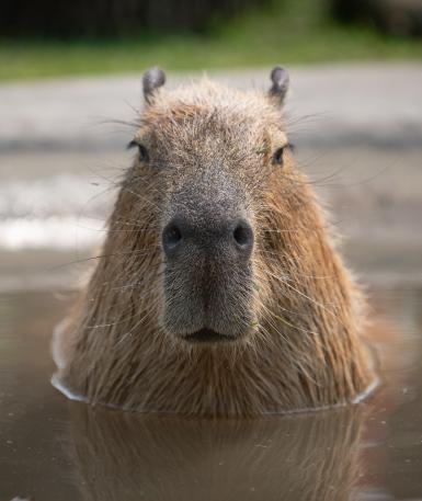Capybara in pool