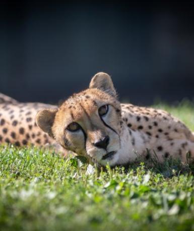 Cheetah