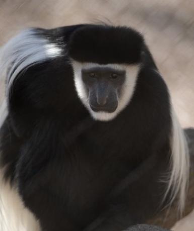 Colobus Monkey