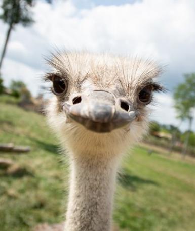 Common ostrich head