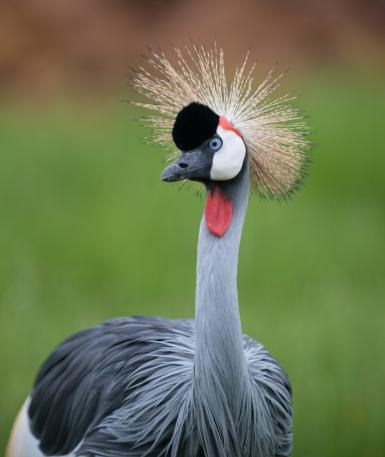 Crowned crane in the Savanna