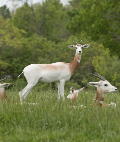 Dama gazelle in the Savanna