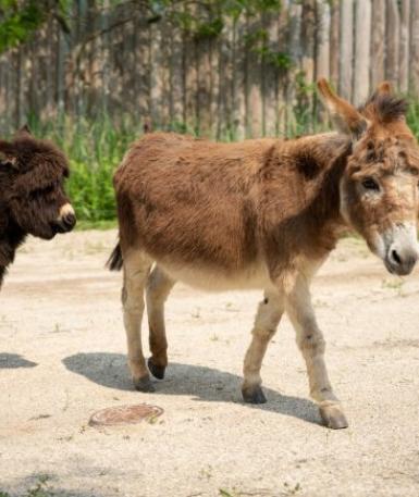 Donkey