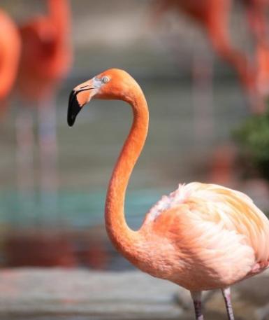 Flamingo