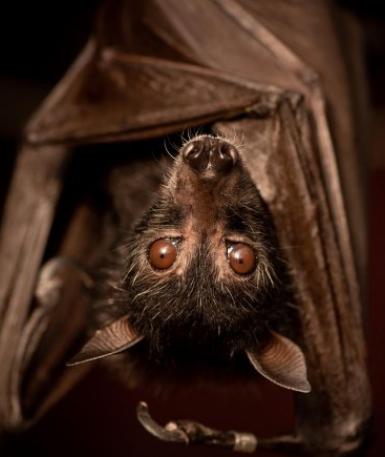 Malayan Flying Fox Bat