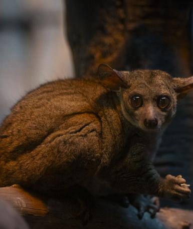 Galago Dobby on a branch