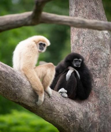 Gibbons, both cream and black, in a tree