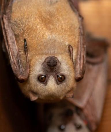 Golden-Mantled Flying Fox Bat