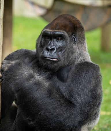 Western Lowland Gorilla