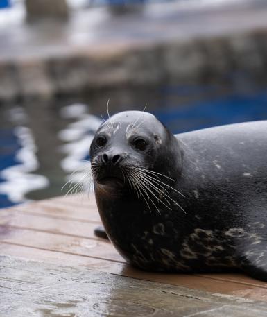 Harbor seal on land