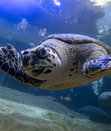 Buddy, a hawksbill sea turtle, swimming in the habitat