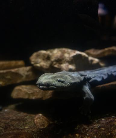Hellbender at the Columbus Zoo
