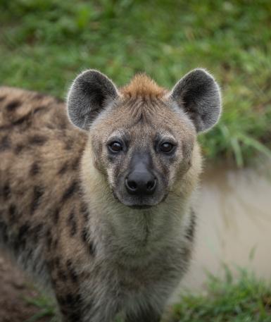 Hyena, Shenzi