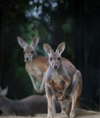 Kangaroos in the walkabout