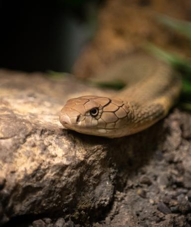 King cobra
