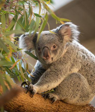 Koala