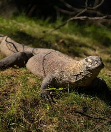 Komodo Dragon