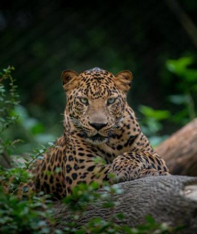 Leopard