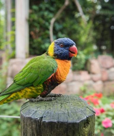 Lorikeet
