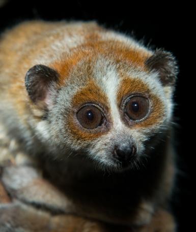 Pygmy slow loris on branch