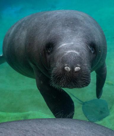 Close-up photo of a young manatee at the Columbus Zoo and Aquarium