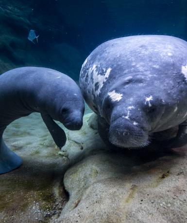 A young manatee and long-time resident, Stubby, in the habitat