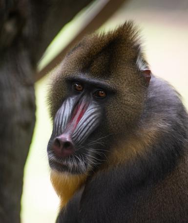 Male mandrill