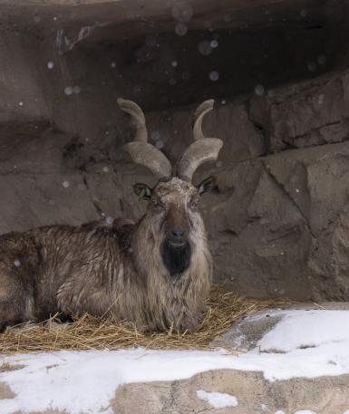Male markhor, Gambit